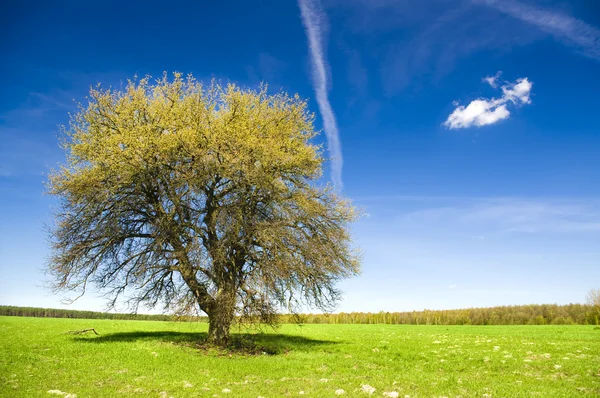 Цветущее дерево — стоковое фото