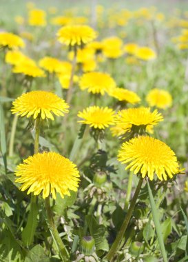 Dandelions yeşil çayır üzerinde