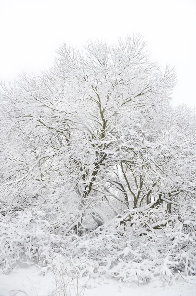 Beyaz kış ahşap. — Stok fotoğraf
