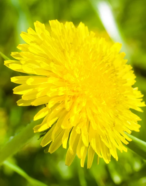 Yellow dandelion flower Taraxacum — Stock Photo, Image