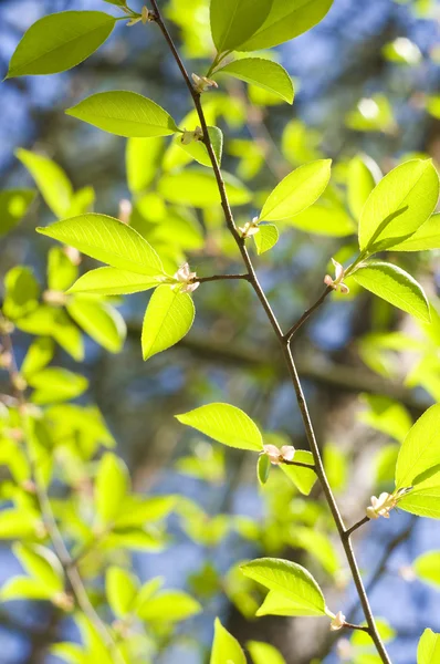 Весеннее дерево — стоковое фото