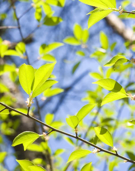 Våren trä — Stockfoto
