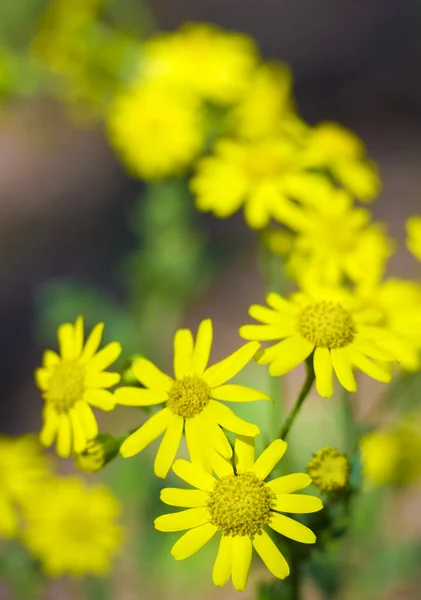 Žluté květy na zeleném poli. — Stock fotografie