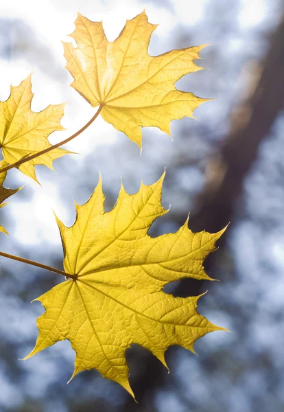 Leaves on maple branches — Stock Photo, Image