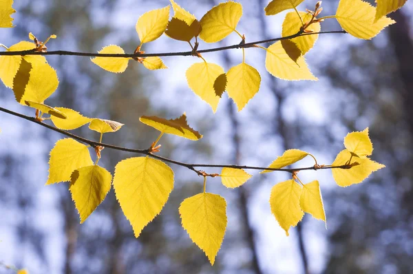 Herbstholz — Stockfoto