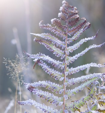 Hoar frost on the plants clipart