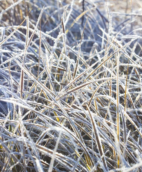 氷と一緒に冷凍草. — ストック写真