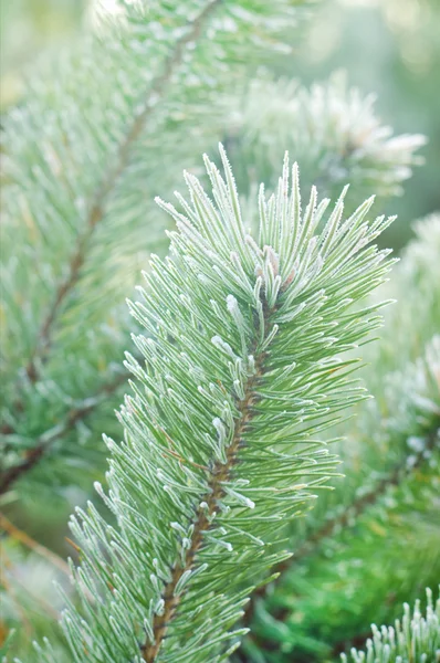 緑のクリスマスツリー — ストック写真