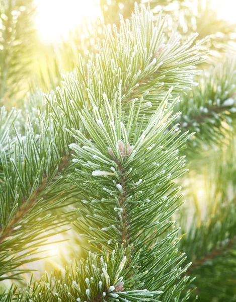 Grüner Weihnachtsbaum — Stockfoto