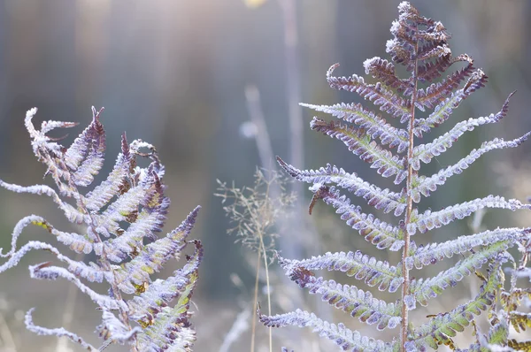 Хоровий мороз на рослинах — стокове фото