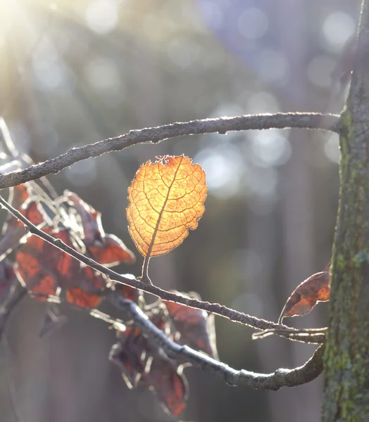 Autumn yellow leaf — Stock Photo, Image