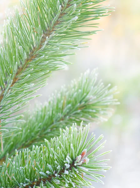 Árbol de Navidad verde —  Fotos de Stock