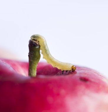 Worm on surface of red apple clipart