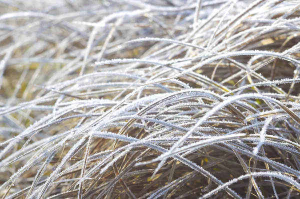 Замерзшая трава со льдом . — стоковое фото