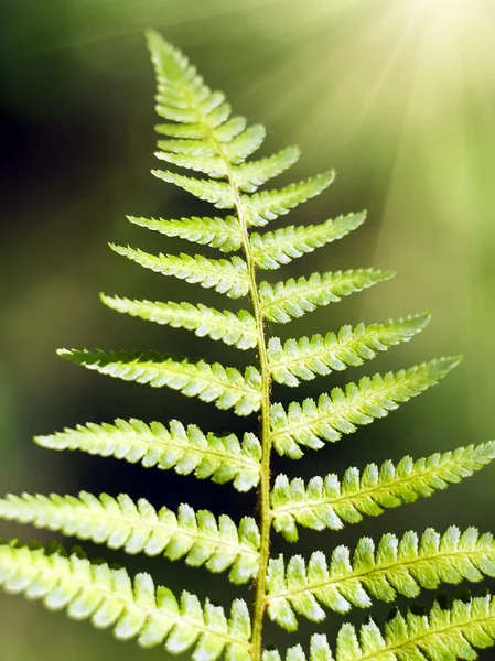 Green Fern Leave — Stock Photo, Image