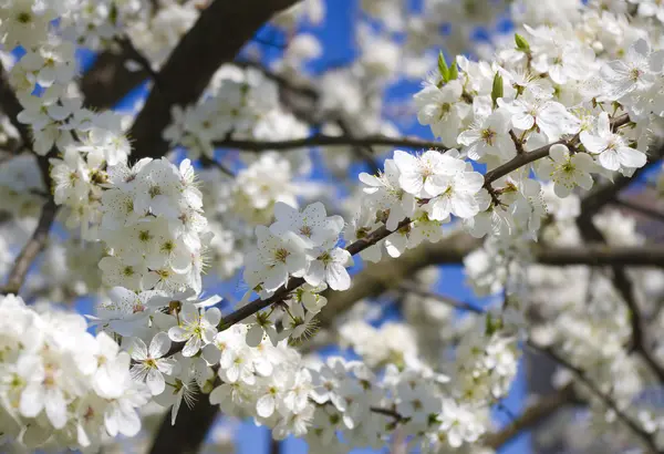 Bloeiende lente boom tegen blauwe hemel — Stockfoto