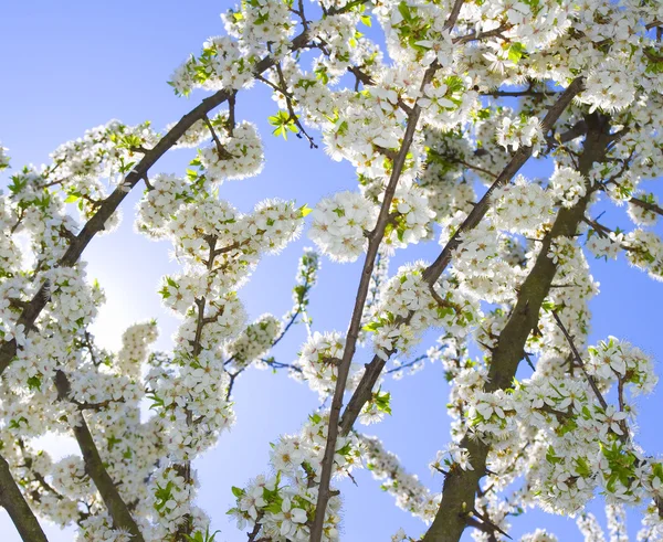 Бранчи цветущей весны — стоковое фото