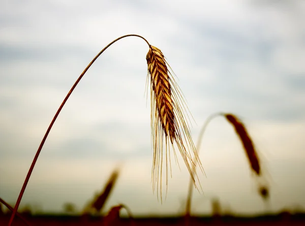 The hung ears of wheat.