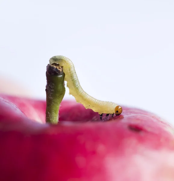 stock image Worm on surface of red apple