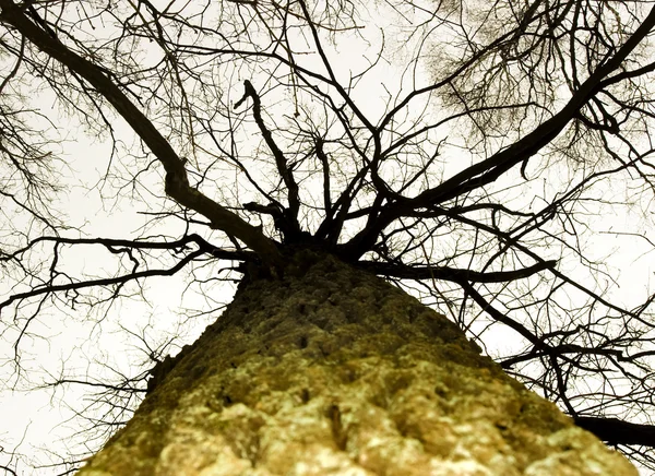 Büyük ağaç sisli orman — Stok fotoğraf