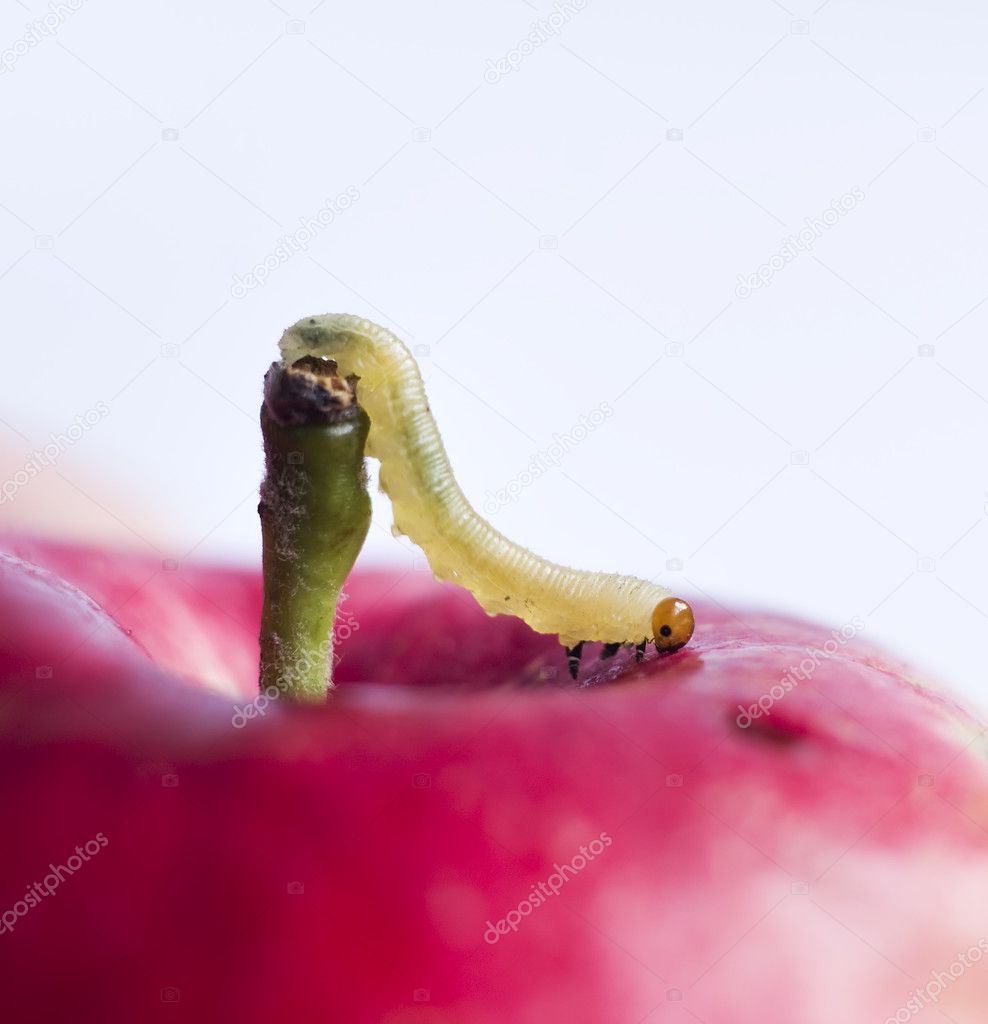 Worm on surface of red apple