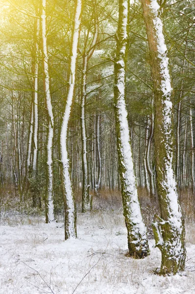 Zimní les — Stock fotografie