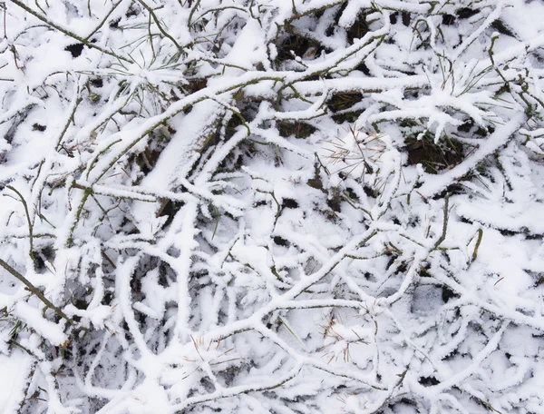 Reisig unter Schnee — Stockfoto