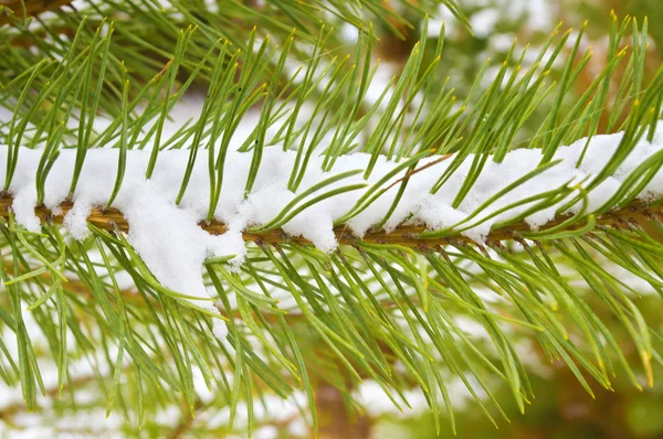 Rama de pino cubierta nieve —  Fotos de Stock