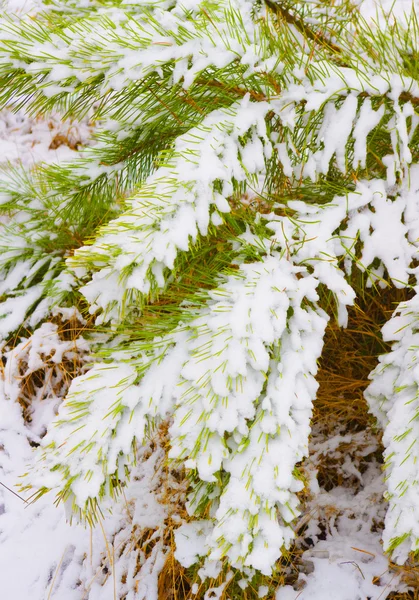 Spruce branches in snow. — Stock Photo, Image