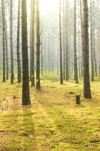 Morgen im Herbst Holz. — Stockfoto