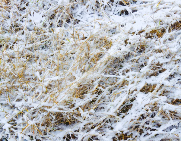 Hierba congelada bajo cubierta de nieve . —  Fotos de Stock
