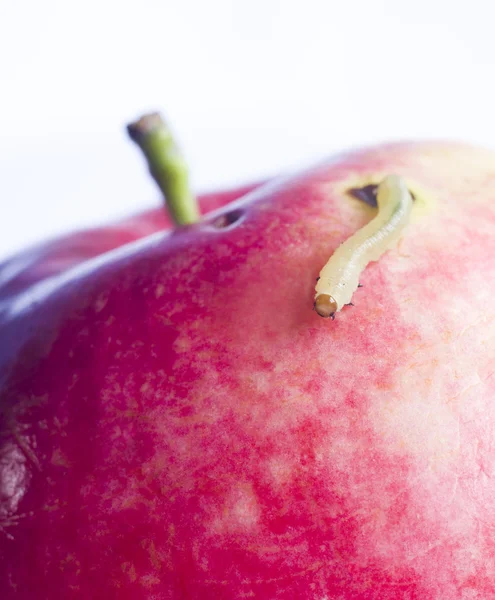 Worm mossa su mela rossa — Foto Stock