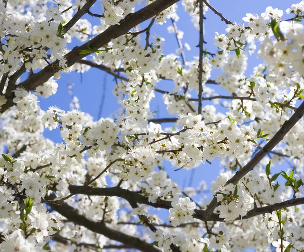 Los brunches de primavera floreciente — Foto de Stock