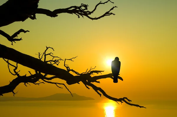 Bird on branch on sunset