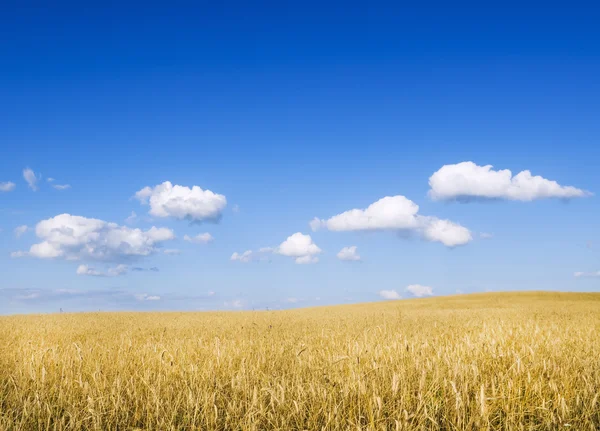 草地上的小麦. — 图库照片