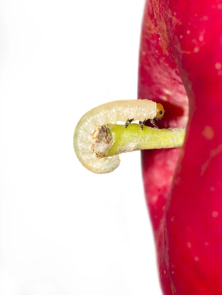 Gusano sobre manzana — Foto de Stock