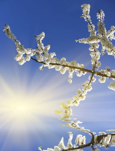 Kwitnąca drzewo wiosna — Zdjęcie stockowe