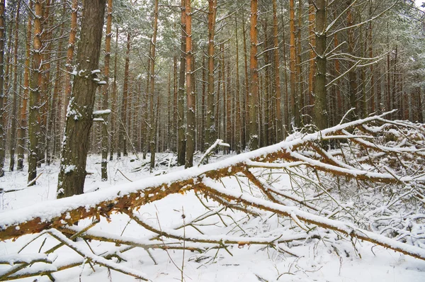 Vinterskog — Stockfoto