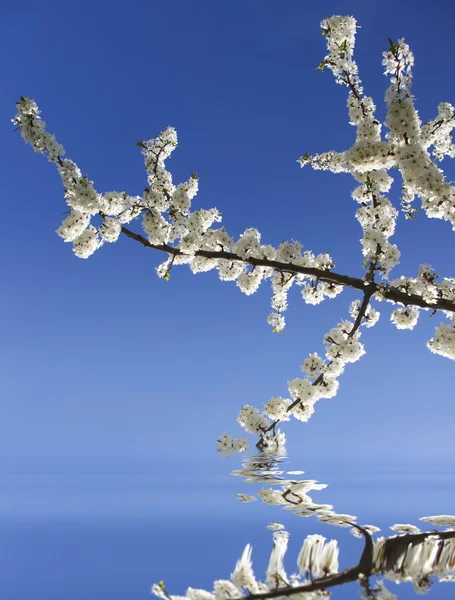 Blossoming spring tree — Stock Photo, Image