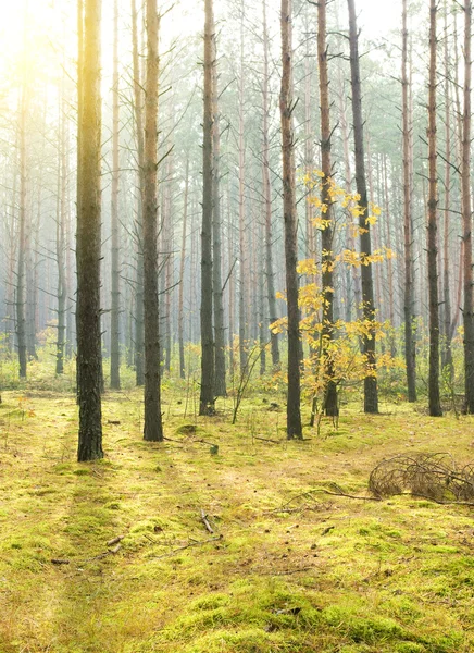 秋の森の朝. — ストック写真
