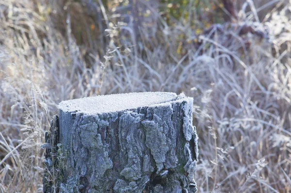 Stump of cut pine tree in snow — Stock Photo, Image