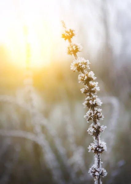 Bitki sapları üzerinde buz — Stok fotoğraf