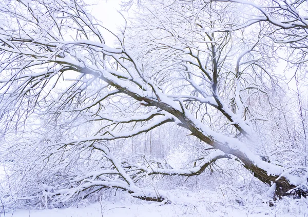 凍結の木 — ストック写真