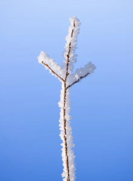 Ağaç dalı hoarfrost ile kaplı — Stok fotoğraf