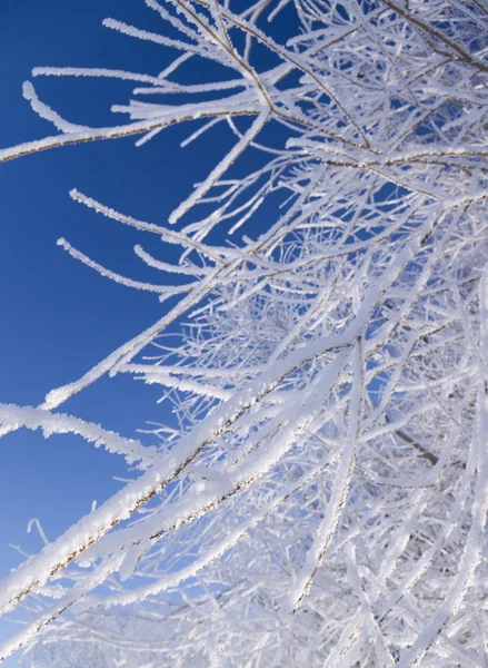 Natureza de inverno . — Fotografia de Stock