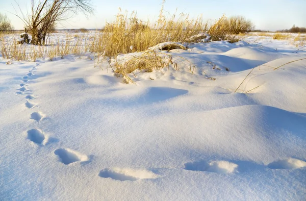 Spår på snö i fältet — Stockfoto