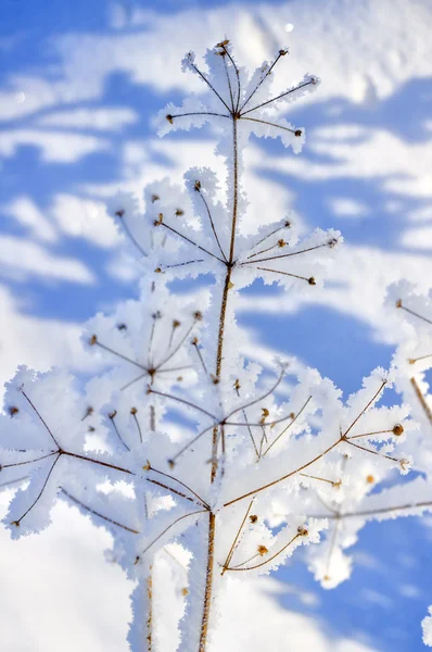 Planta congelada — Fotografia de Stock