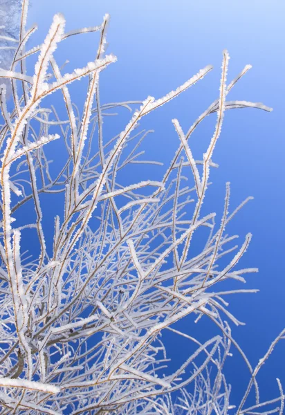 Tree branches covered with hoarfrost — Stock Photo, Image