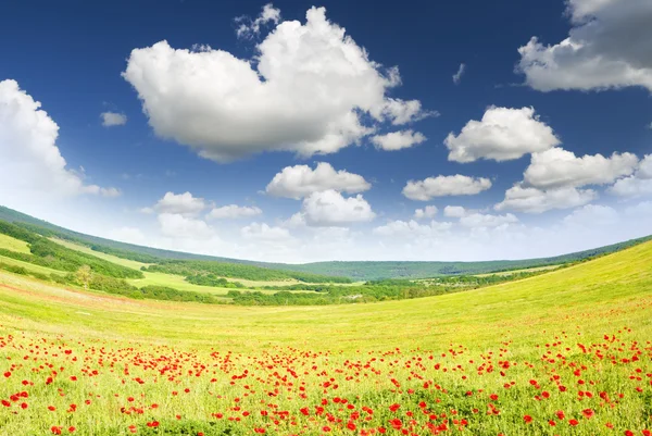 stock image Green meadow on the sunset.