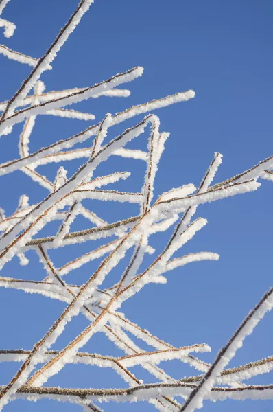 霜で覆われた木の枝. — ストック写真